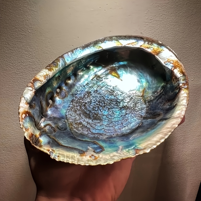 Plant Parents - Vasos de Concha de Abalone, Ornamentos