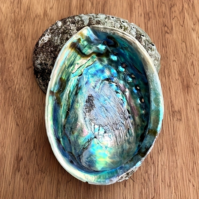 Vasos de Concha de Abalone, Or - Plant Parents avaliação e preço