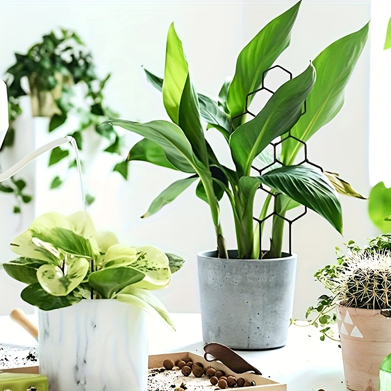 3 pçs quadro de suporte de pla - Plant Parents avaliação e preço
