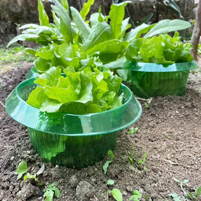 Plantas slug proteção anéis le - Plant Parents avaliação e preço