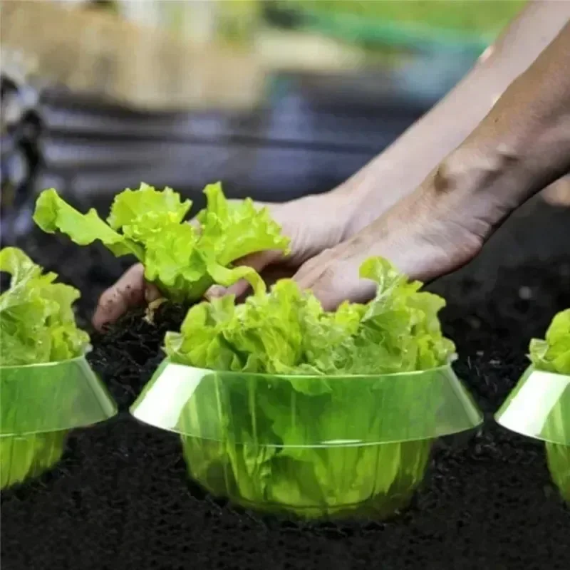 Plantas slug proteção anéis le - Plant Parents avaliação e preço